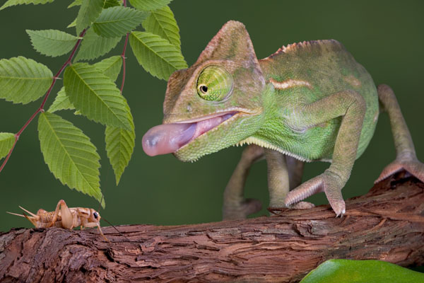 Rent Chameleon