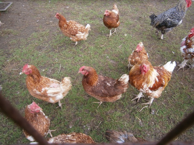 Rent Chickens Group