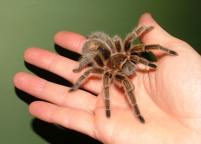 Rent Chilean Rose Tarantula