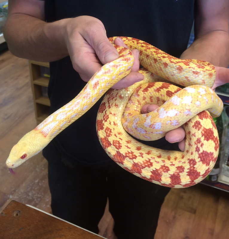 Rent Corn Snake 2