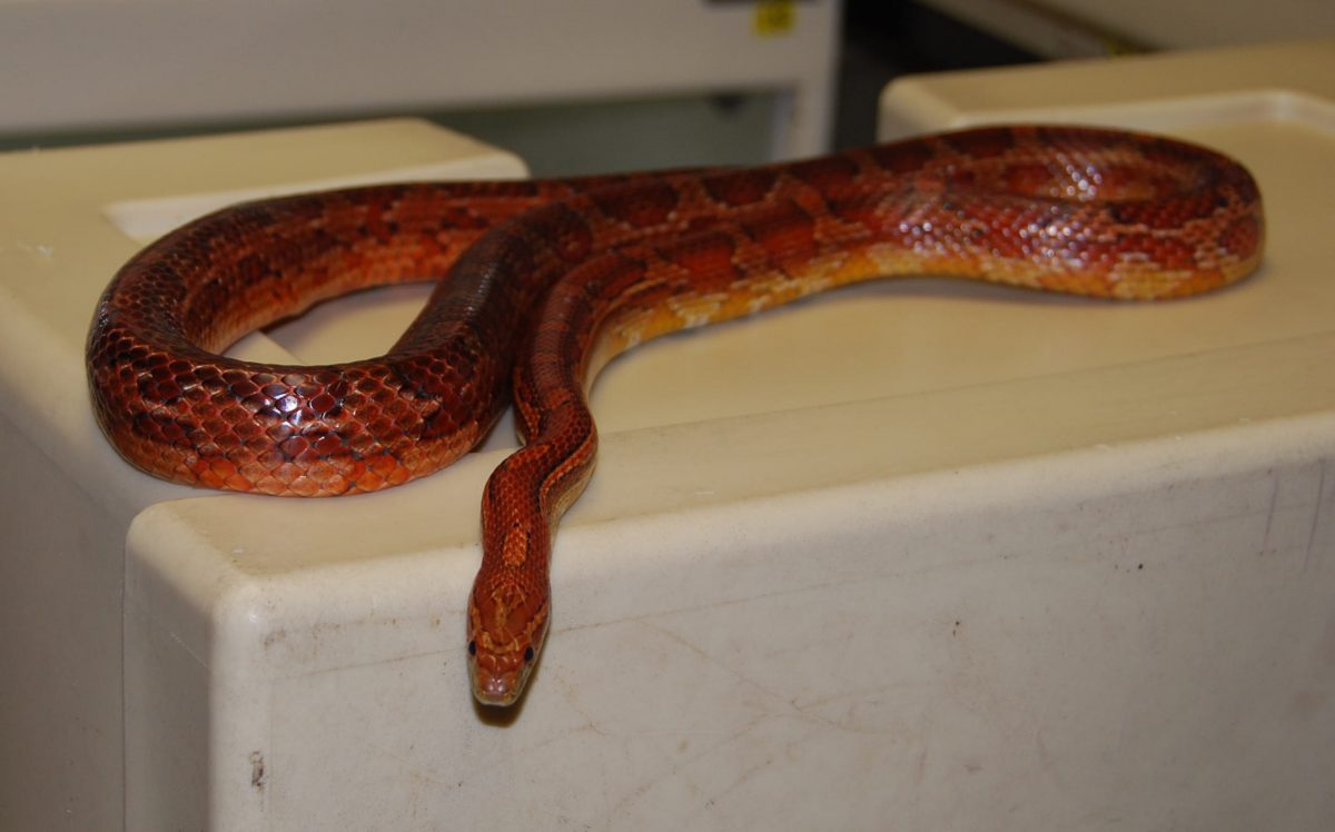 Rent Corn Snake