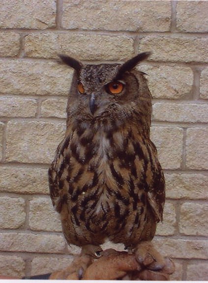 Rent Eagle Owl