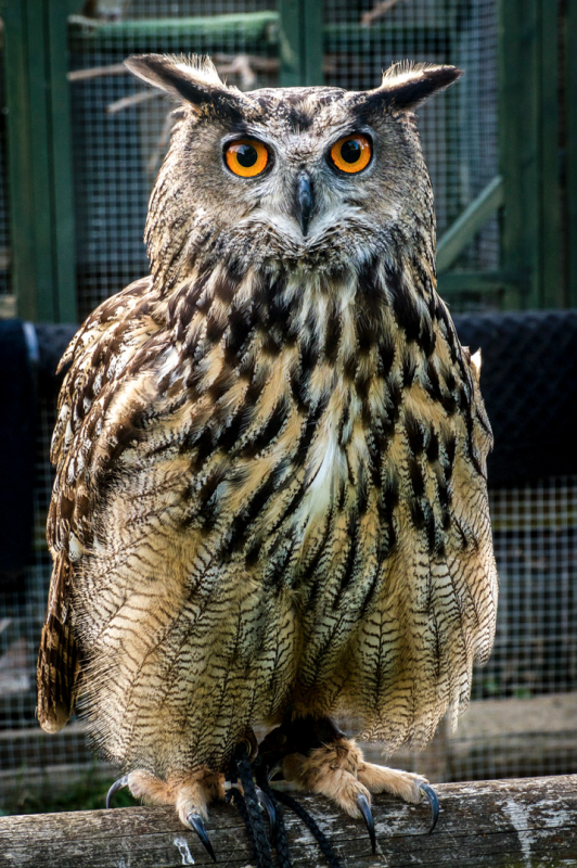 Rent European Eagle Owl