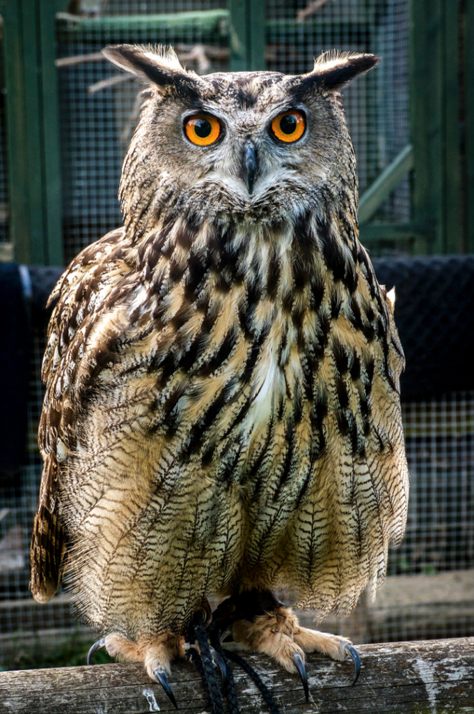 European Eagle Owl AZ Animals