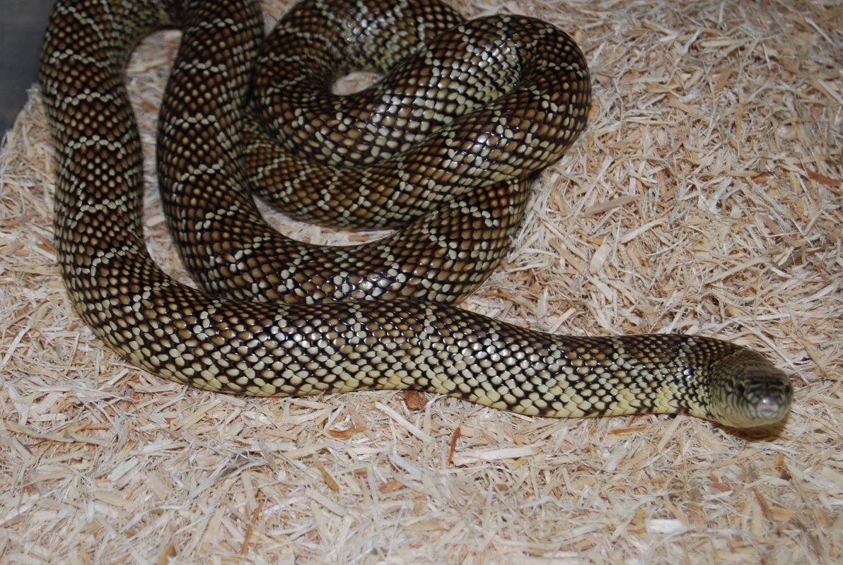 Rent Florida King Snake