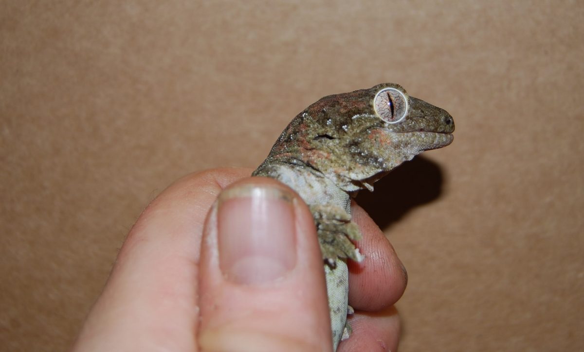 Rent Gecko 2