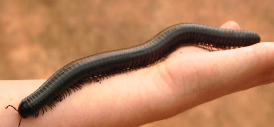 Rent Giant Millipede