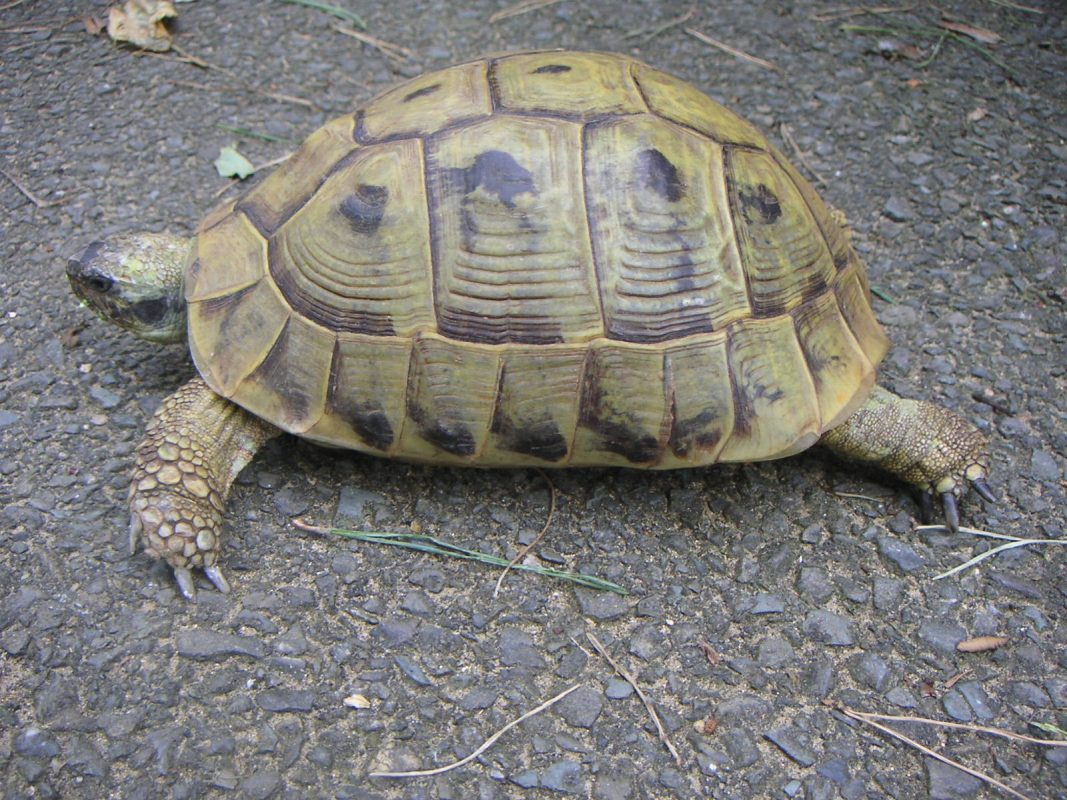 Rent Greek Tortoise