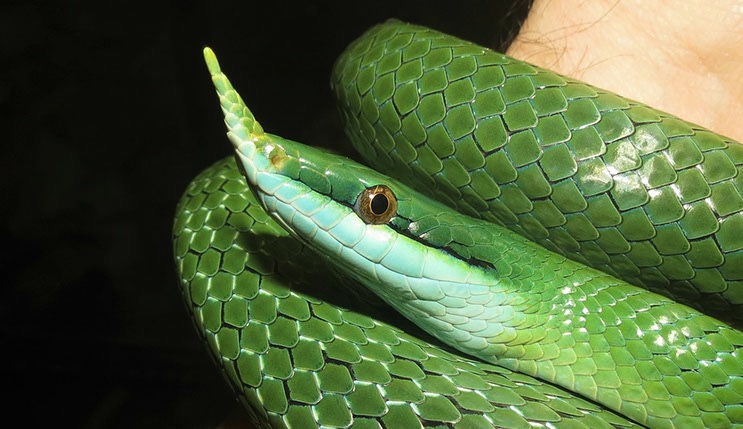 Rent Green Snake