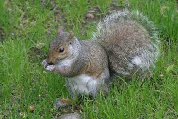 Rent Grey Squirrel 2