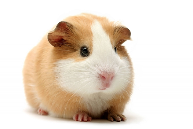 Rent Guinea Pig