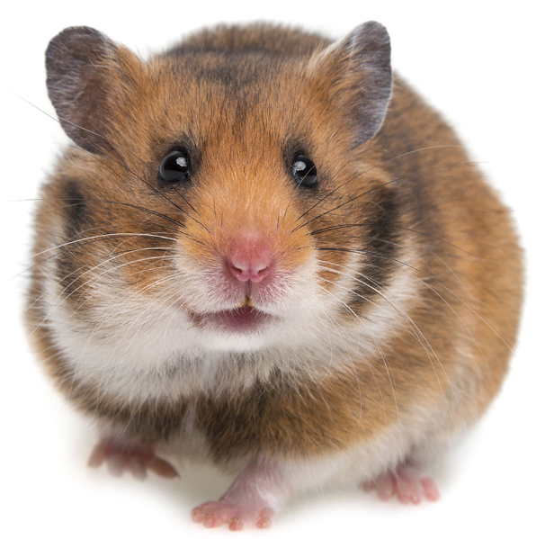 Rent Hamster