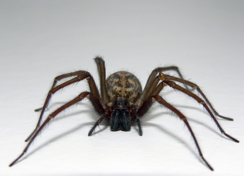 Rent House Spider 1