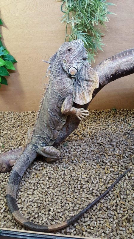 Rent Iguana