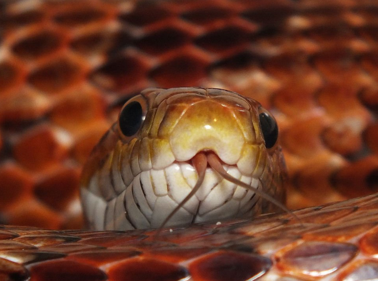 Rent Snakes for Advertising, Filming, Photography and Events AZ Animals