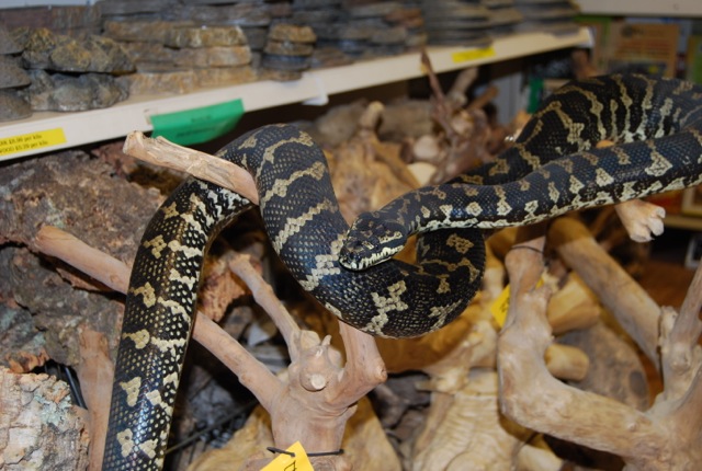 Rent Large Jungle Carpet Snake