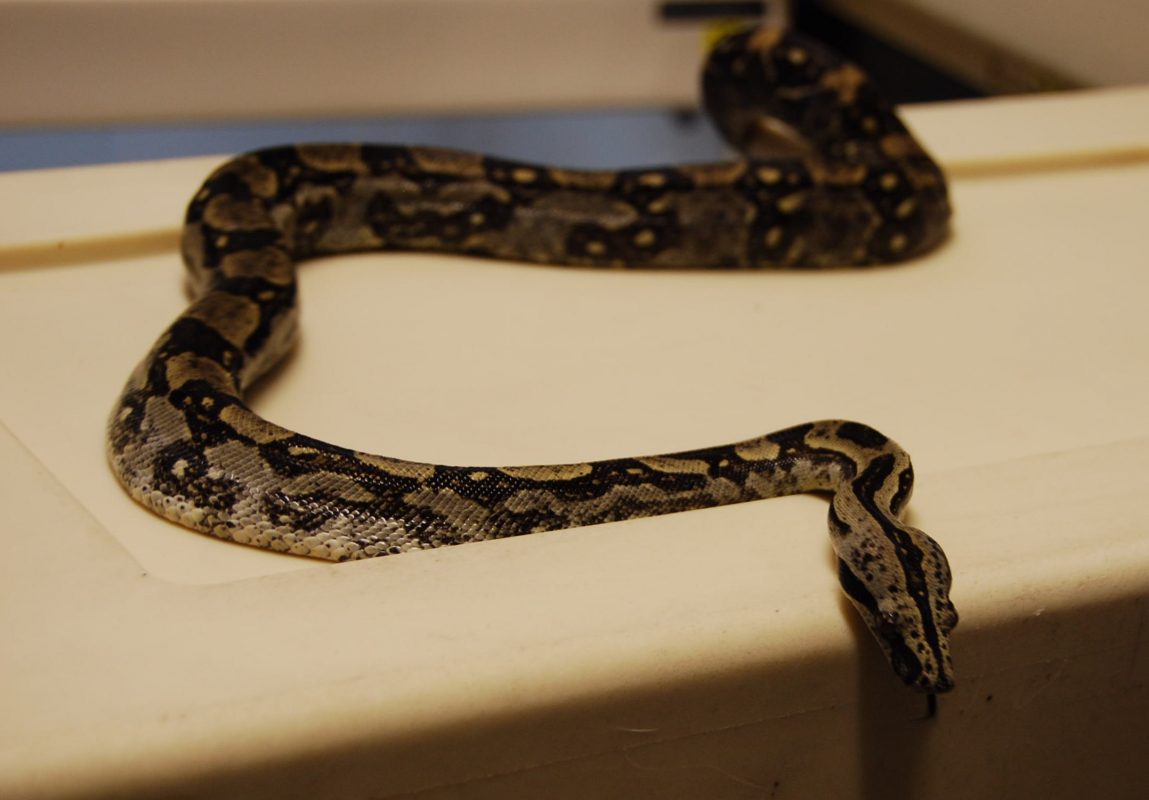 Rent Longtail Boa Constrictor