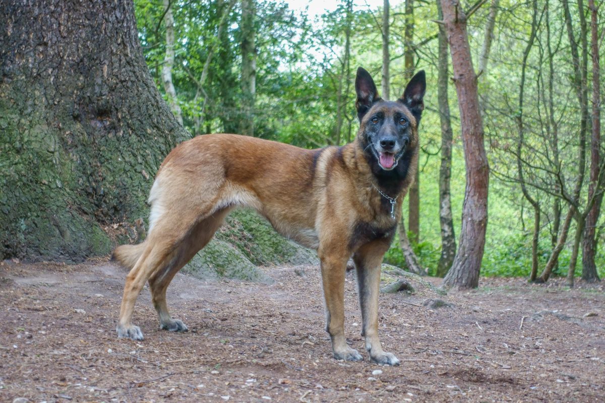 Rent Malinois