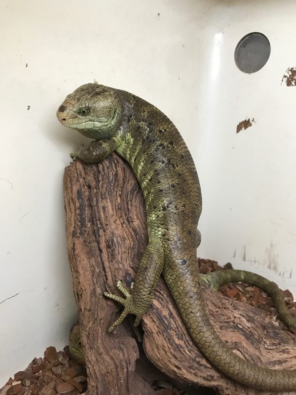 Rent Monkey Tailed Skink