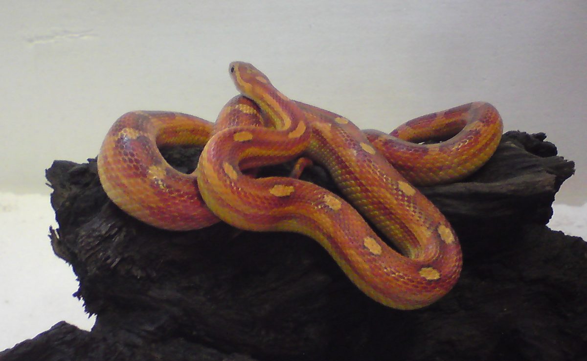 Rent Motley Corn Snake