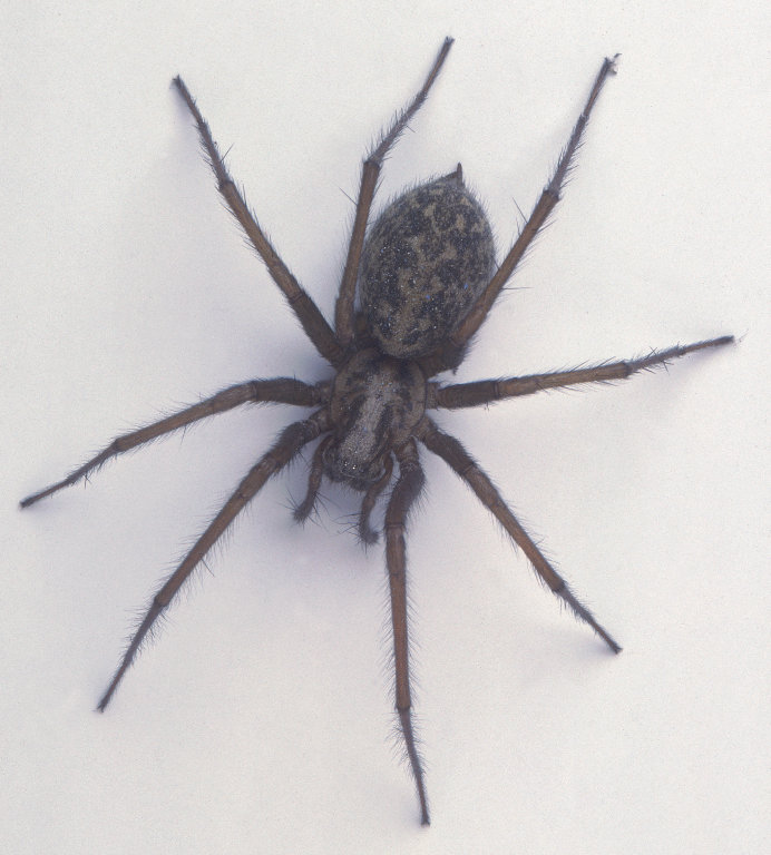 Rent House Spider 2