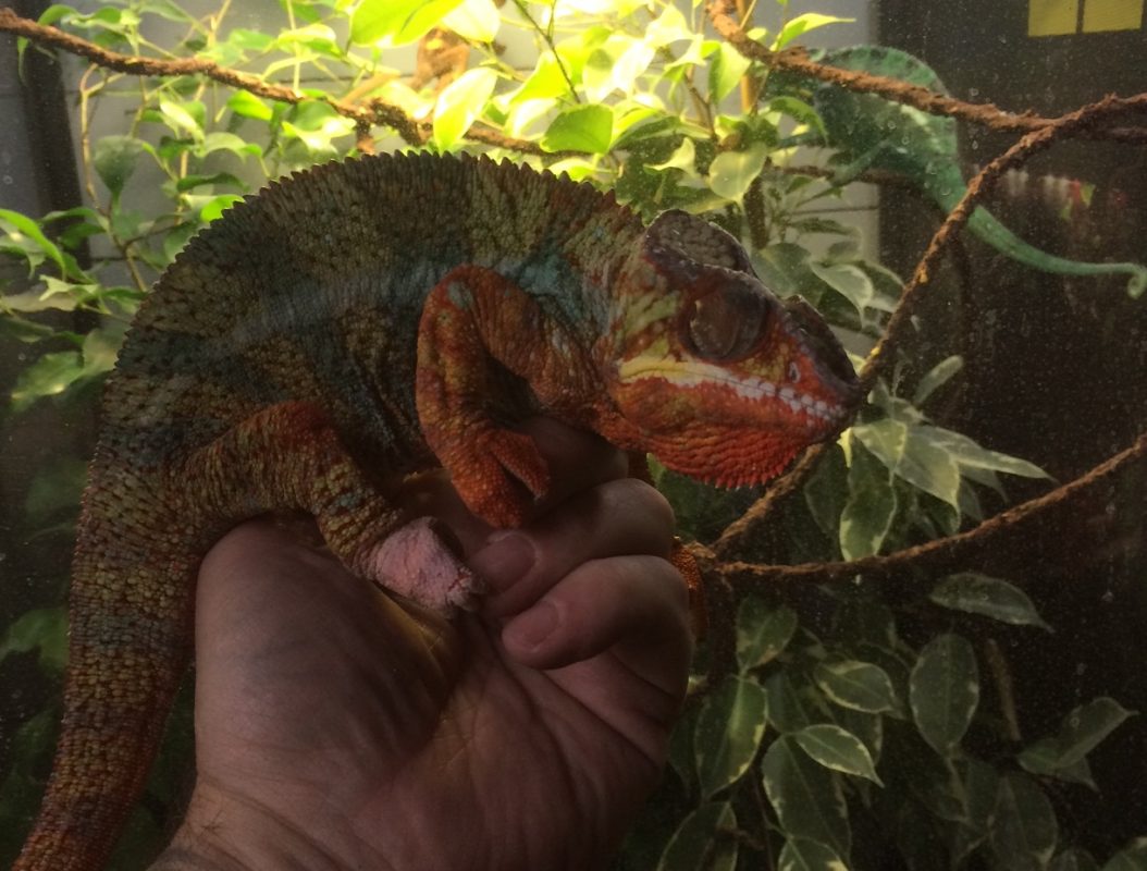 Rent Panther Chameleon 2