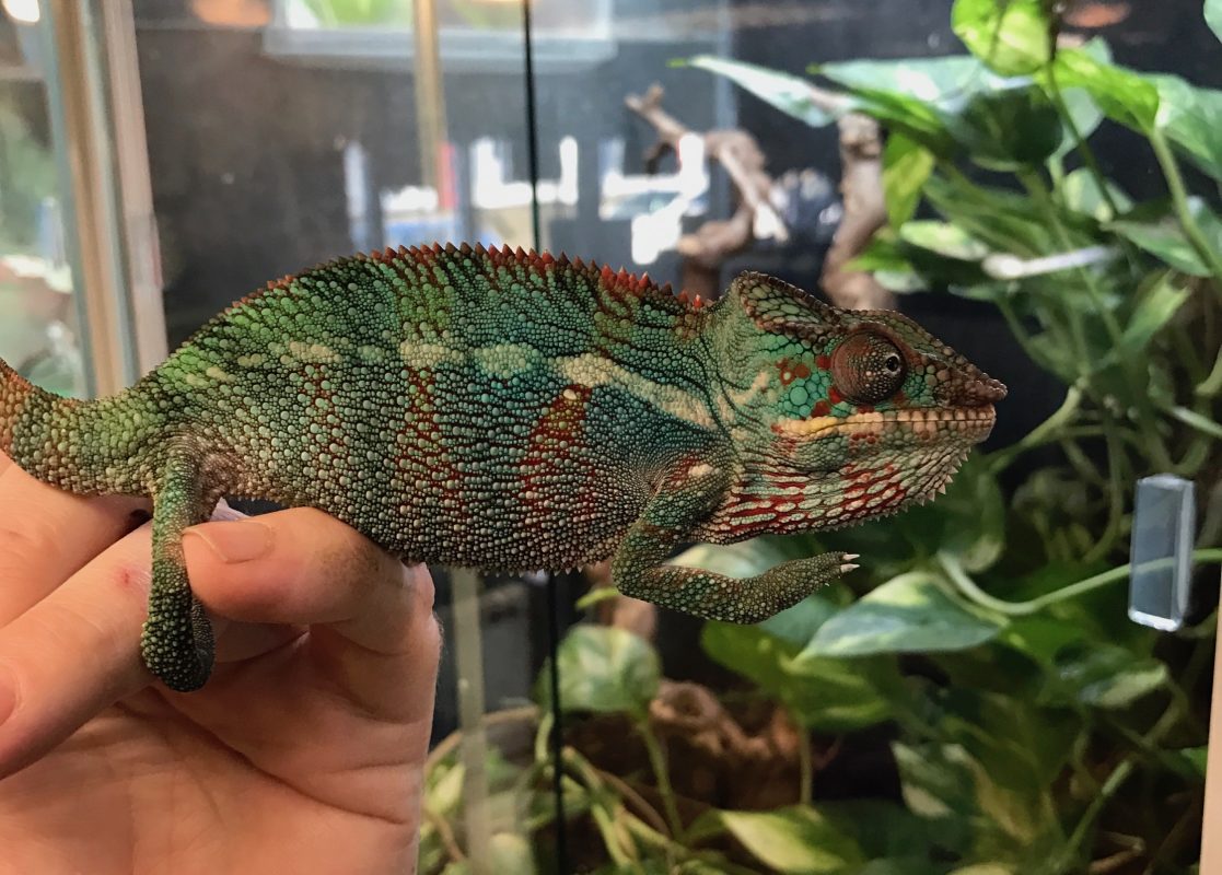 Rent Panther Chameleon