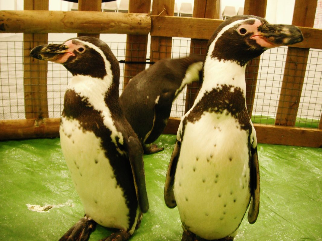 Rent Penguin Group 3