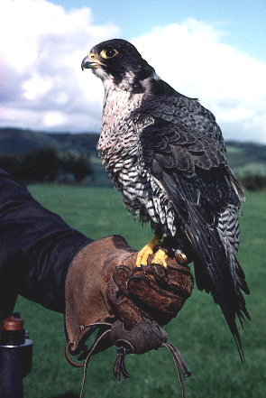 Rent Peregrine Falcon
