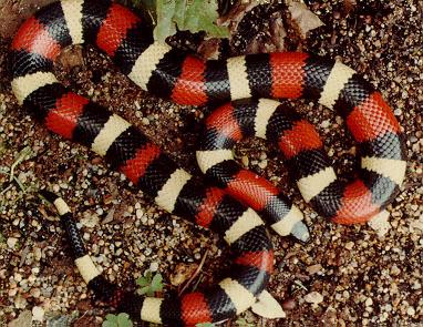 Rent Pubelan Milk Snake