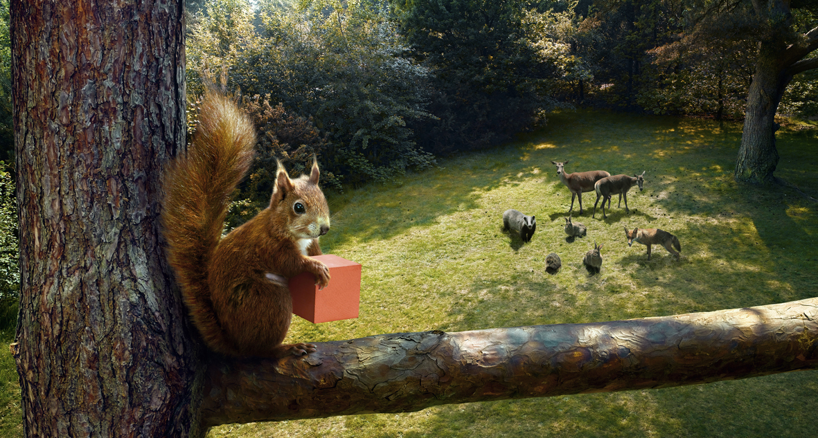 Rent Red Squirrel & Woodland Animals