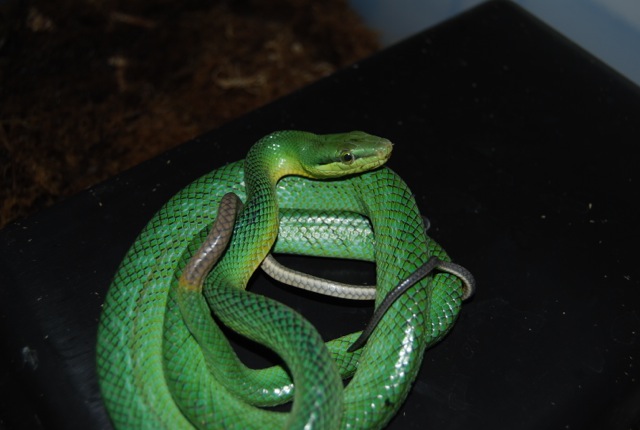 Rent Red Tail Rat Snake