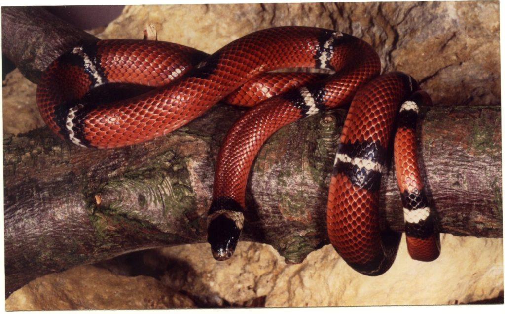 sinolean milksnake sinolean milksnake