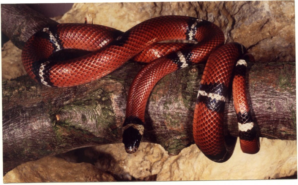 Sinaloan milksnake  Smithsonian's National Zoo and Conservation