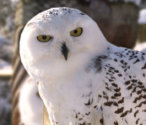 Rent Snowy Owl