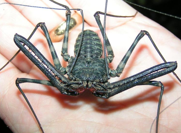 Rent Tailless Whip Scorpion