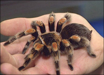 Rent Tarantula