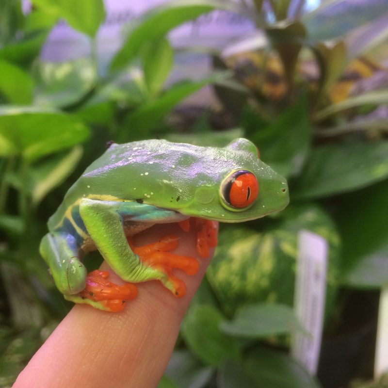 Rent Tree Frog