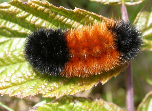Rent Woolly Bear Caterpillar