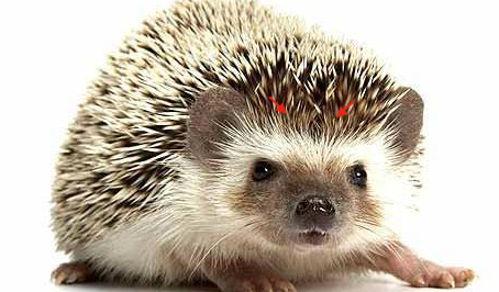 Rent Hedgehog 3