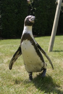 Rent Penguin 2