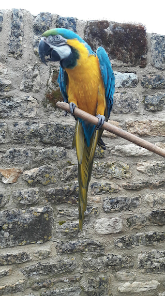 Rent Blue & Gold Macaw 1