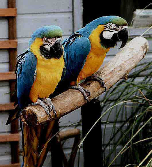 Rent Blue & Gold Macaws