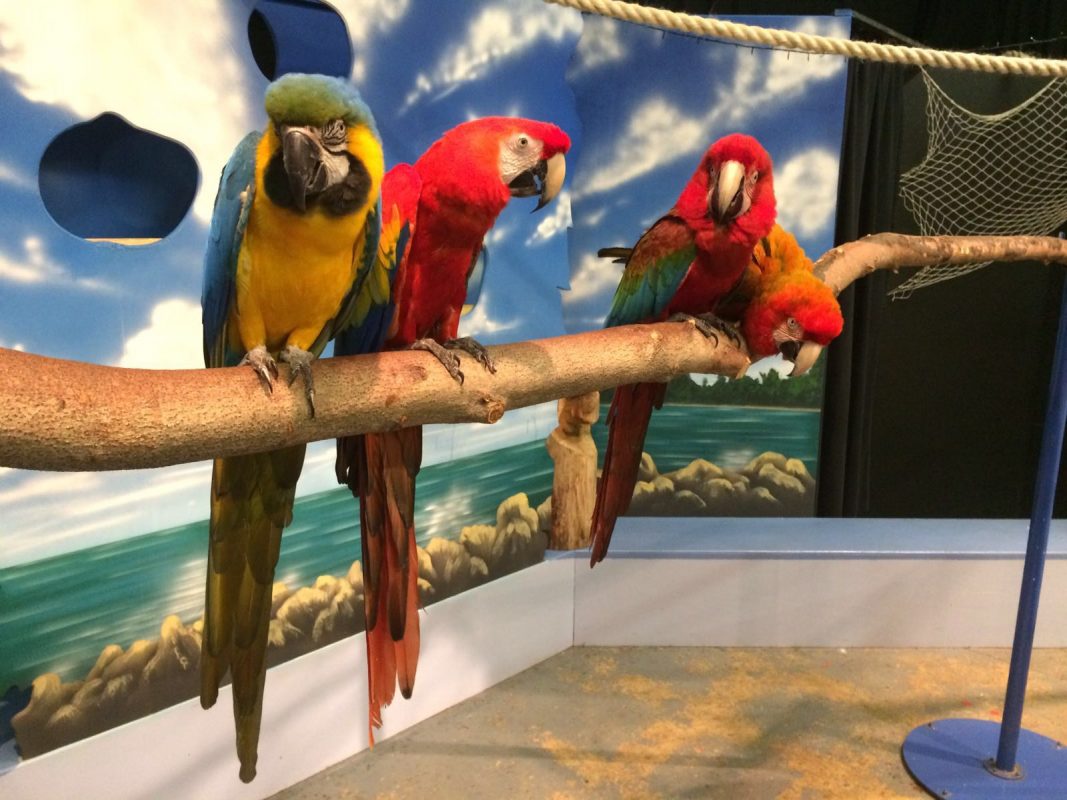 Rent Macaws x 4