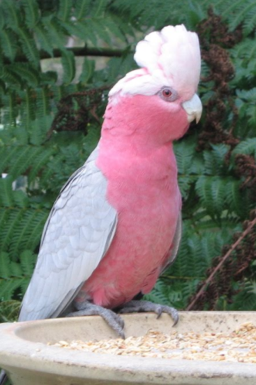 Rent Roseate Cockatoo