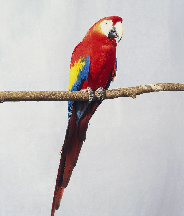 Rent Scarlet Macaw 1