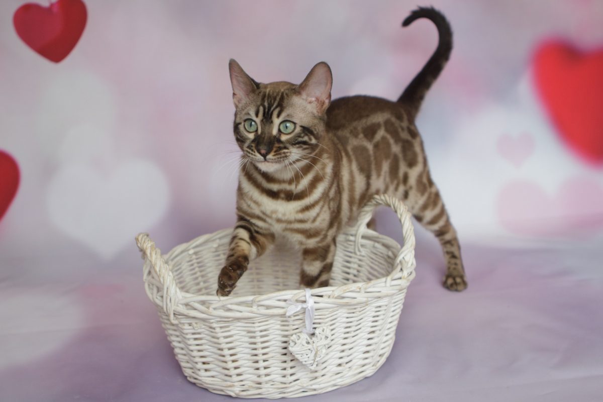 Rent Bengal Cat 2