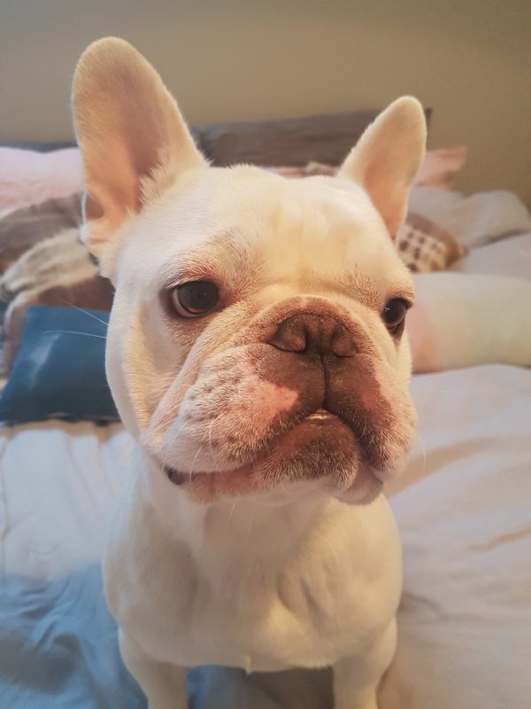 Rent French Bulldog 1