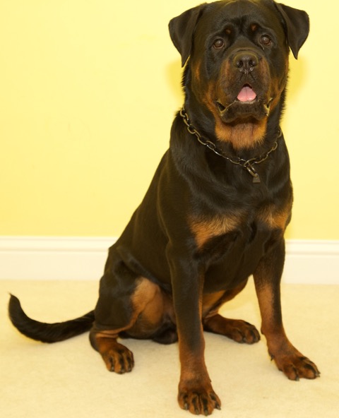 Rent Rottweiler 2