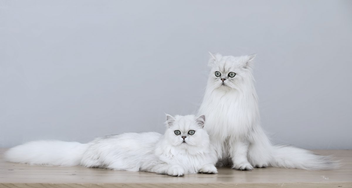 Rent Persian Cat 2